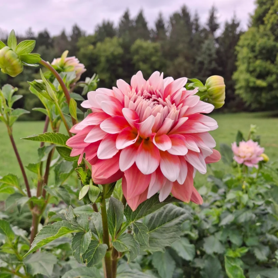 A la Mode Dahlia Tuber