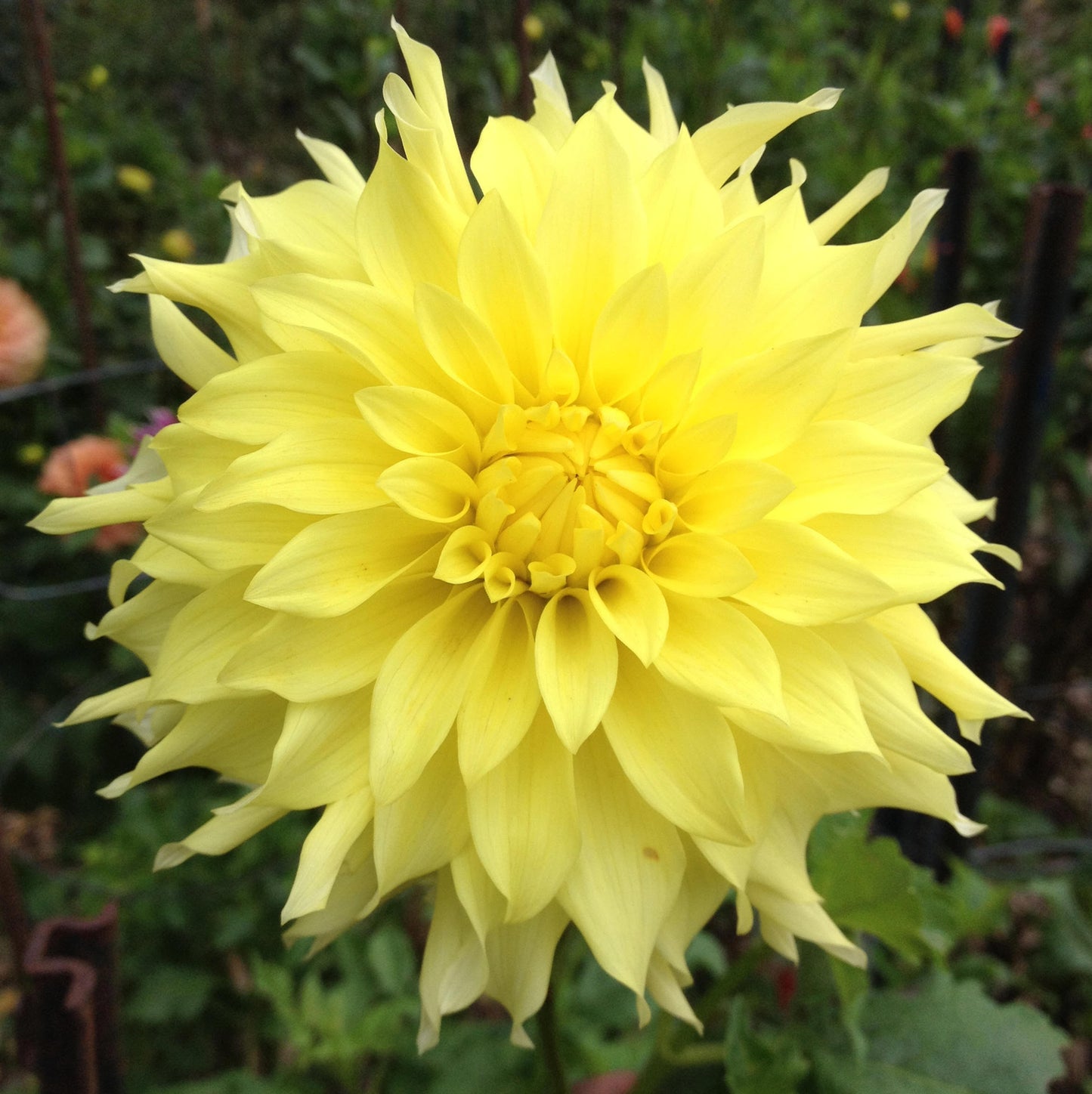 Amhurst Regina II Dahlia Tuber