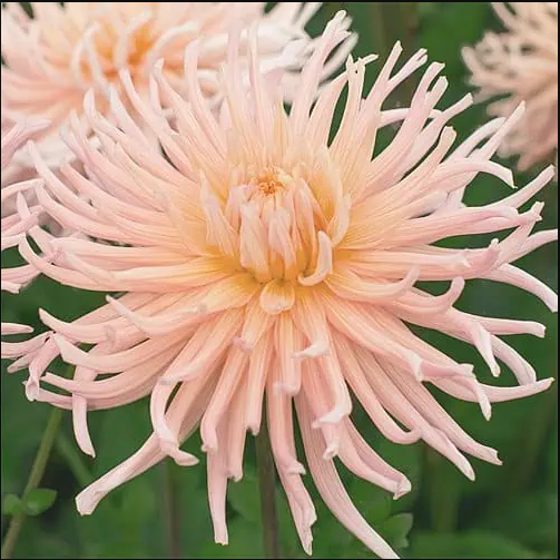 Apricot Star Dahlia Tuber