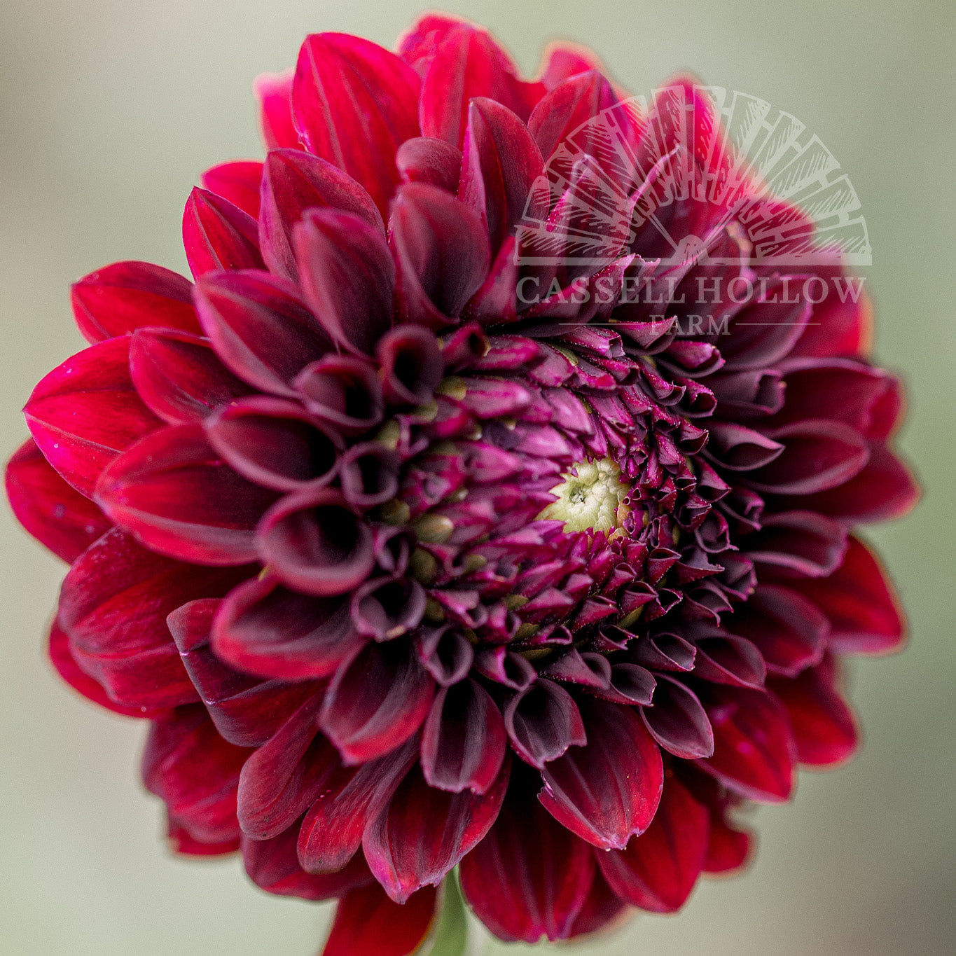 Black Satin Dahlia Tuber