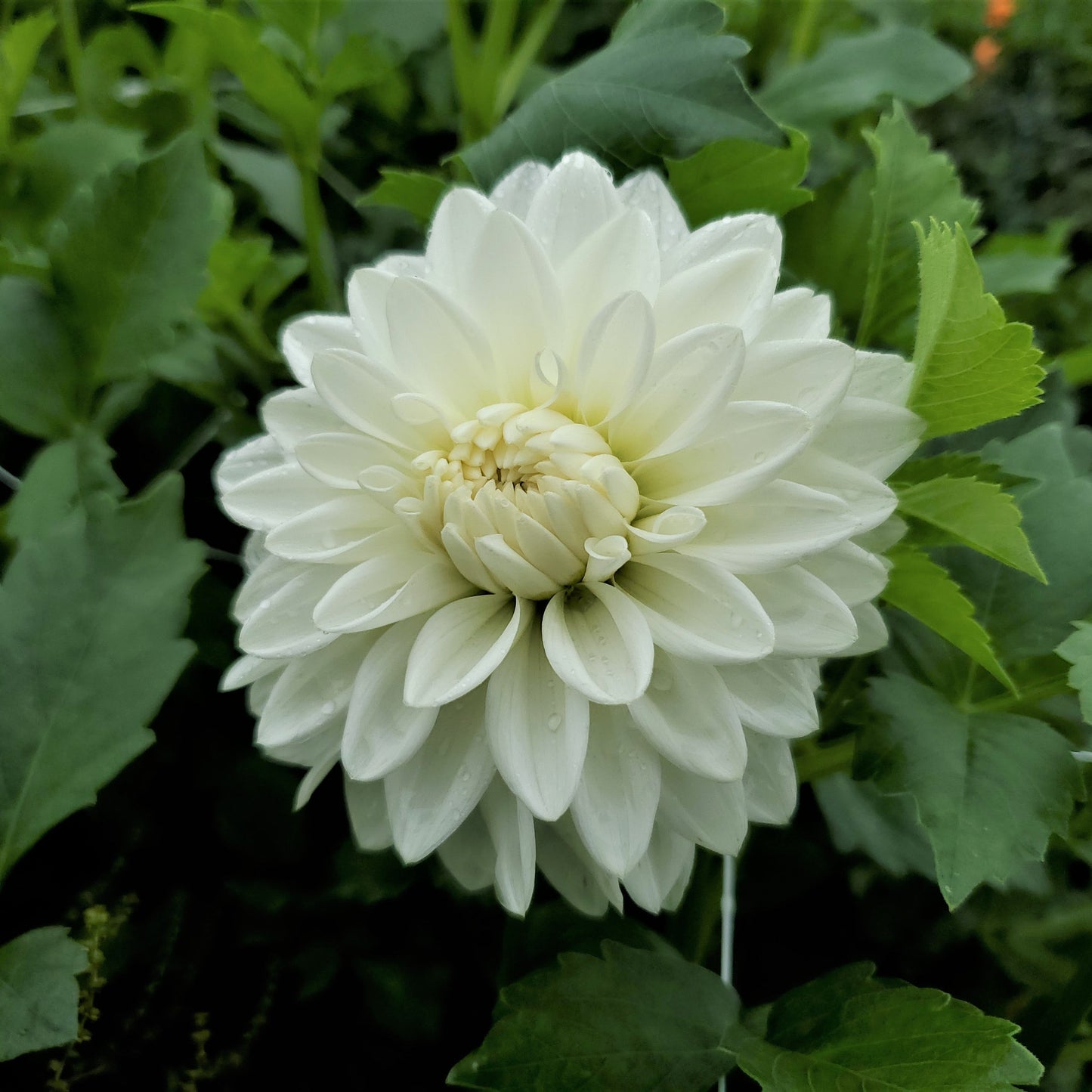 Blizzard Dahlia Tuber
