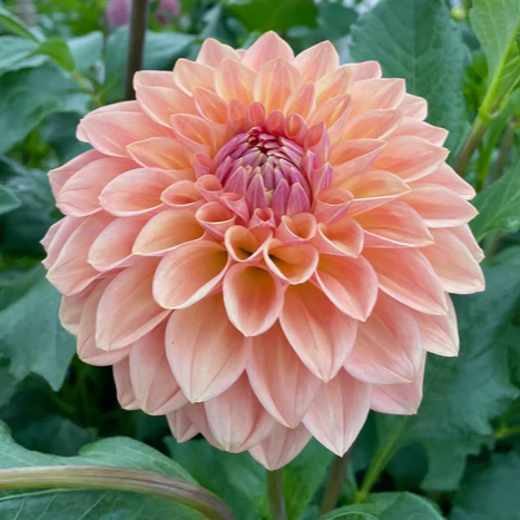 Bloomquist Alan Dahlia Tuber