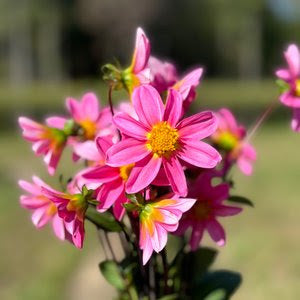 Bonne Esperance Dahlia Tuber