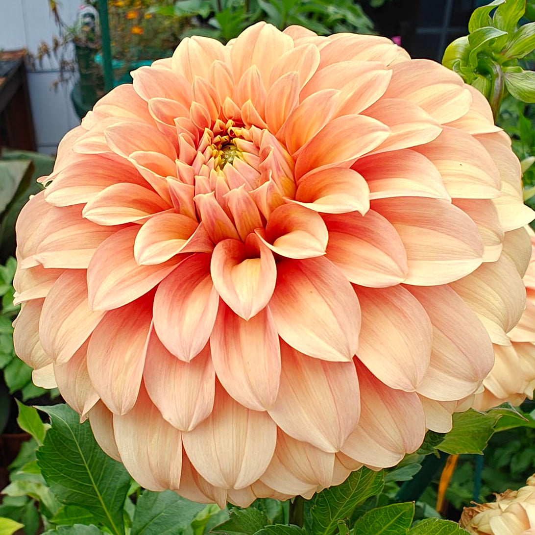 Bracken Palomino Dahlia Tuber
