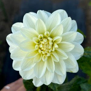 Bridezilla Dahlia Tuber