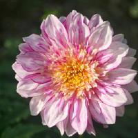 Brindisi Dahlia Tuber
