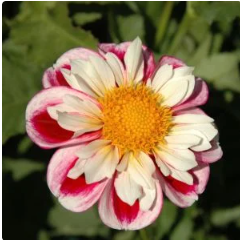 Bumble Rumble Dahlia Tuber