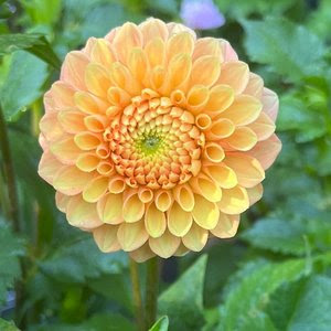 Camano Buz Dahlia Tuber