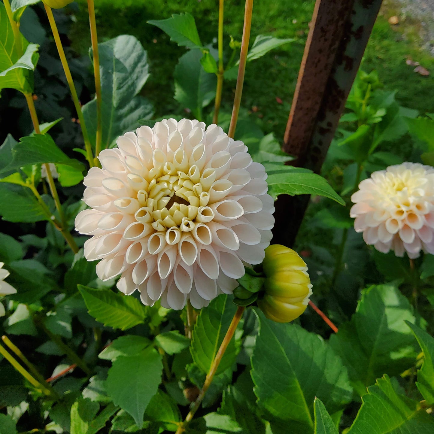 Camano Zoe Dahlia Tuber