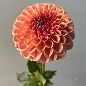 Clearview Peachy Dahlia Tuber