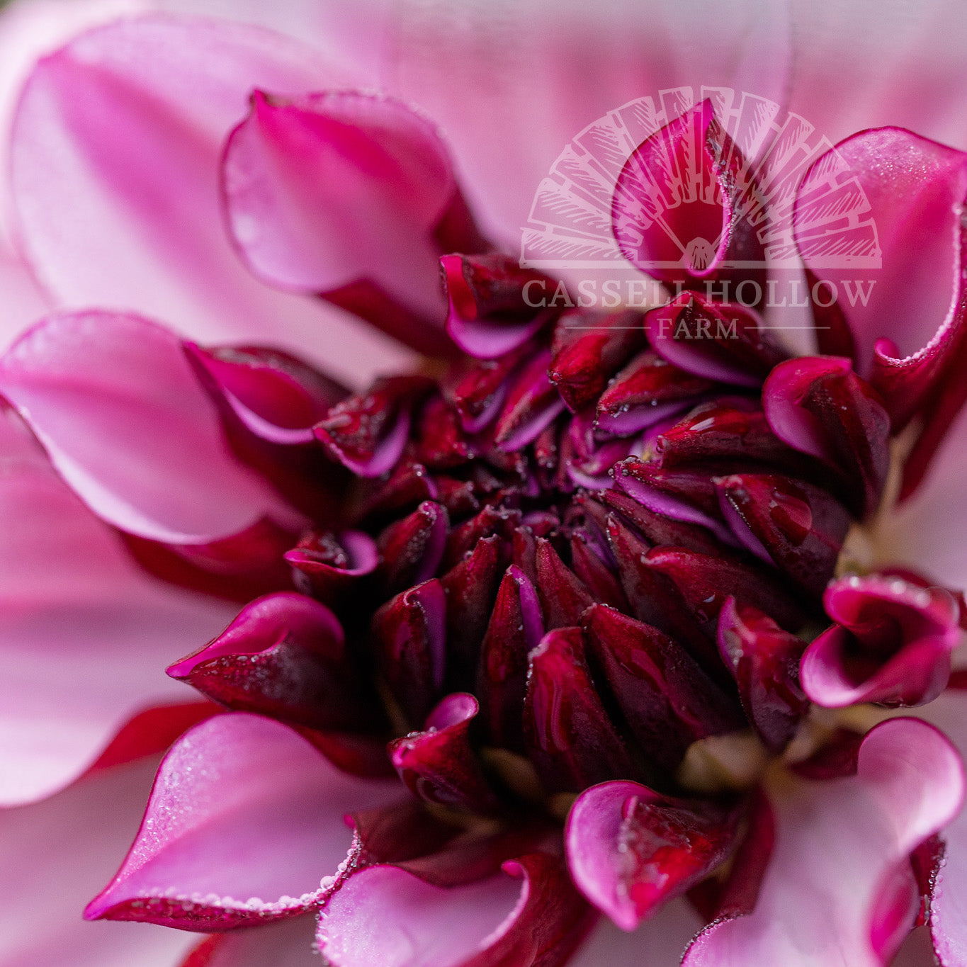 Creme de Cassis Dahlia Tuber