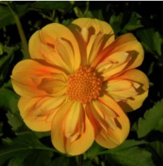 EZ Duzzit Dahlia Tuber