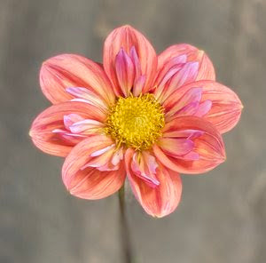 Giggles Dahlia Tuber