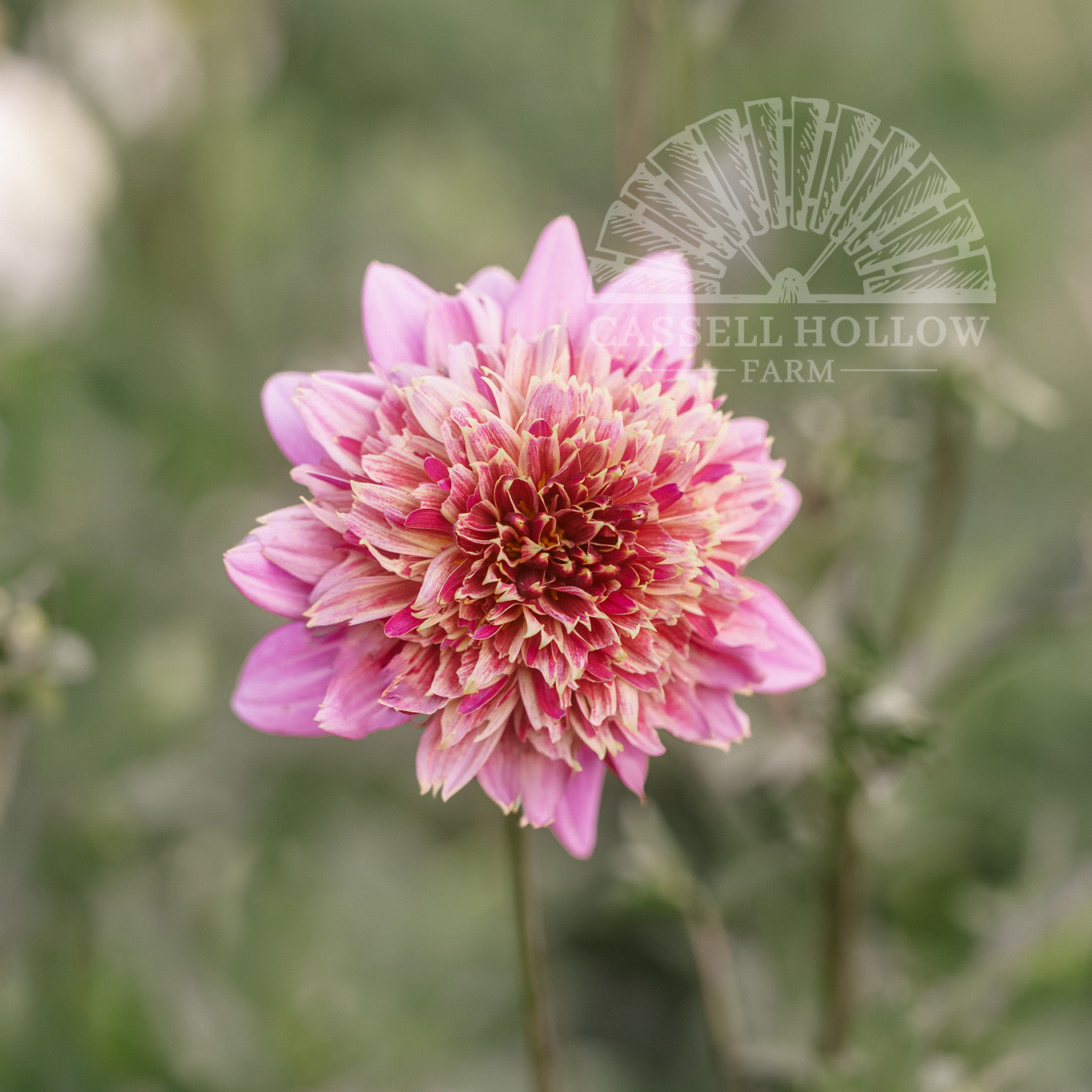 Mambo Dahlia Tuber