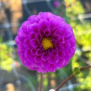 Mary Munns Dahlia Tuber