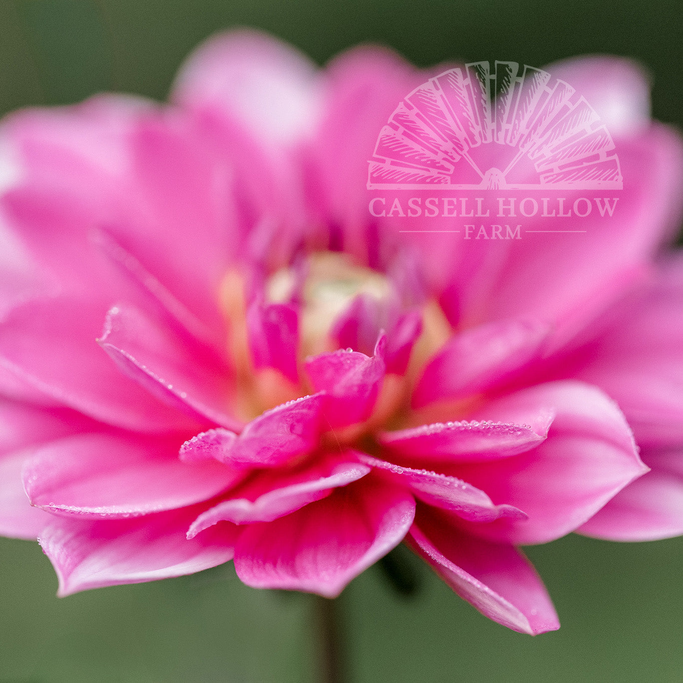 Onesta Dahlia Tuber