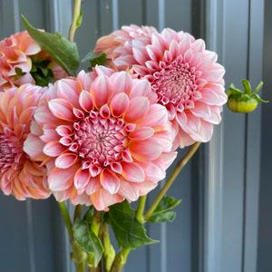 Peaches N Cream Dahlia Tuber