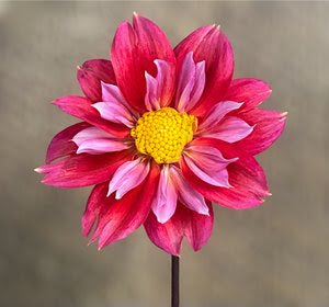 Pipsqueak Dahlia Tuber