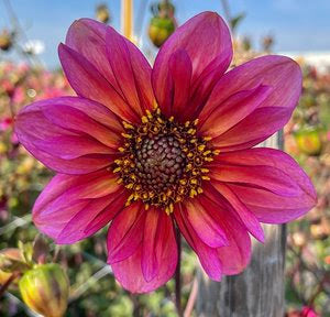 Princess Nadine Dahlia Tuber