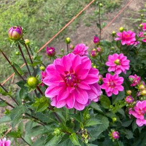 Stella J Dahlia Tuber