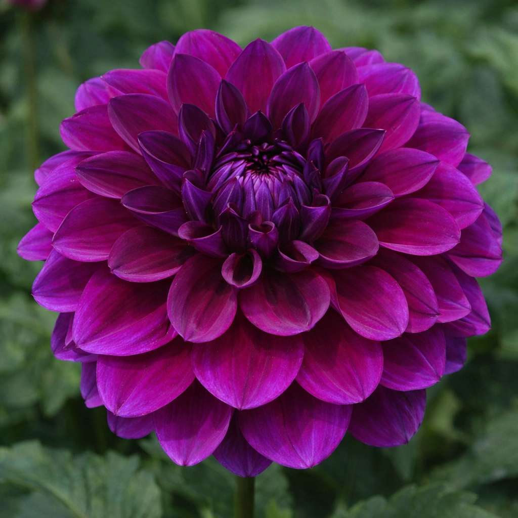 Taboo Dahlia Tuber