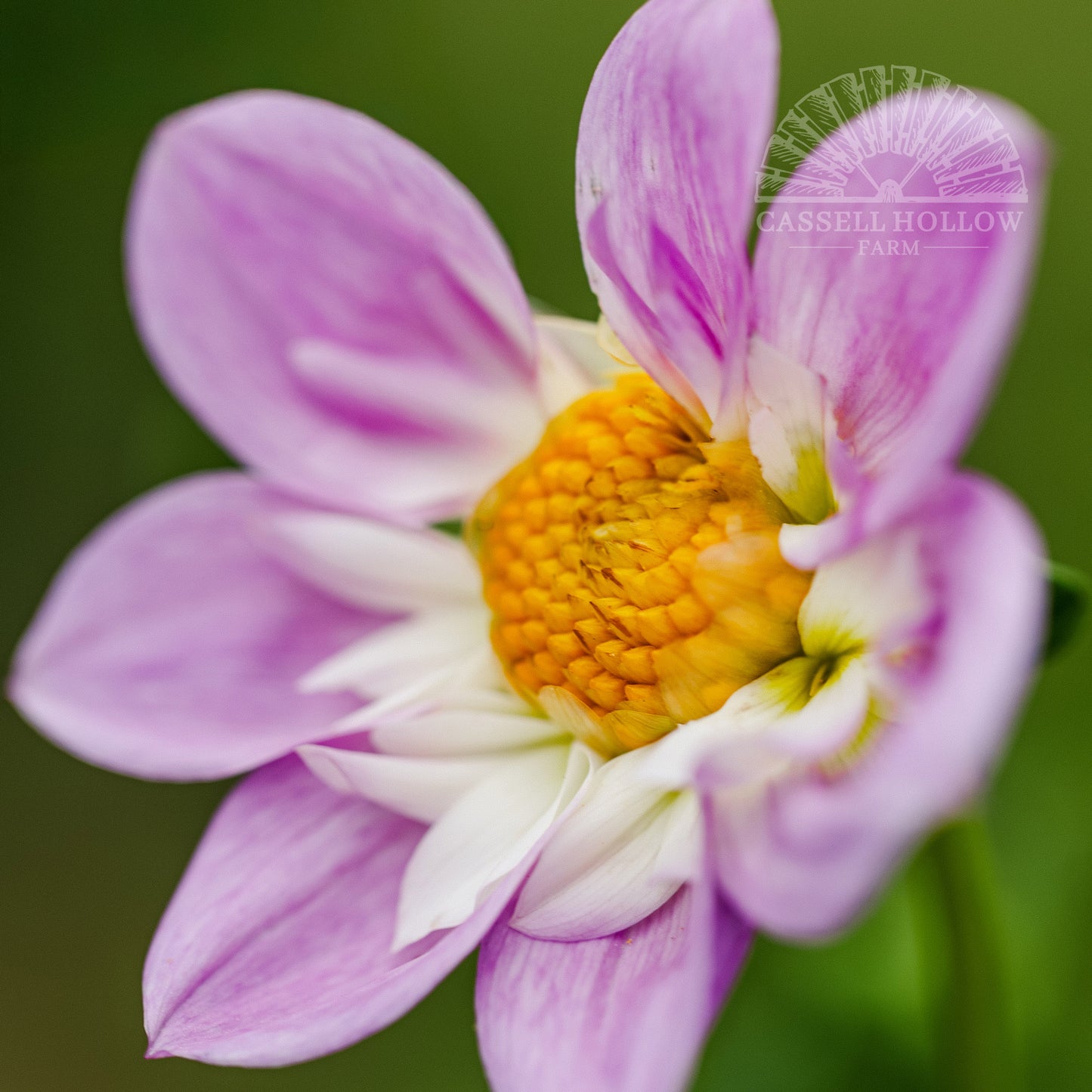Teesbrooke Audrey Dahlia Tuber
