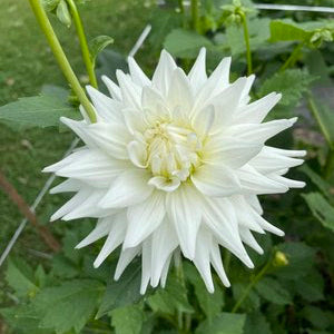 Yuukyu Dahlia Tuber