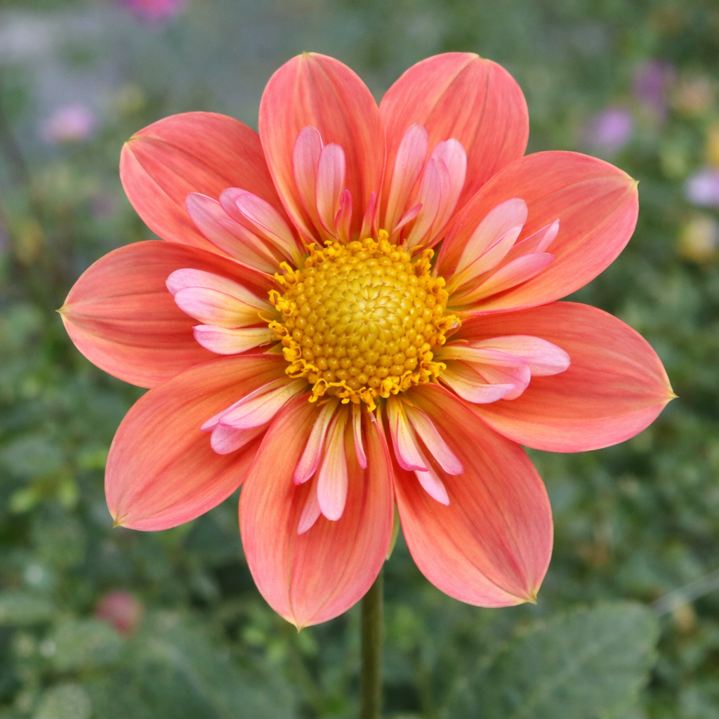 Giggles Dahlia Tuber