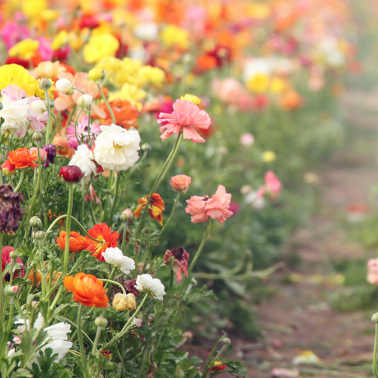 Bucket of Blooms Walkthrough
