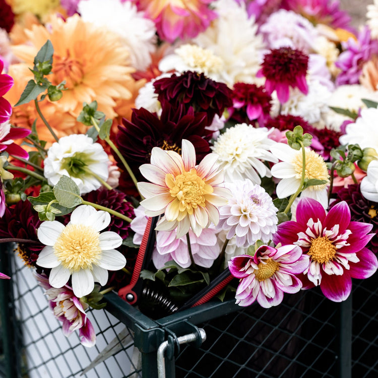 Pick Your Own Dahlias