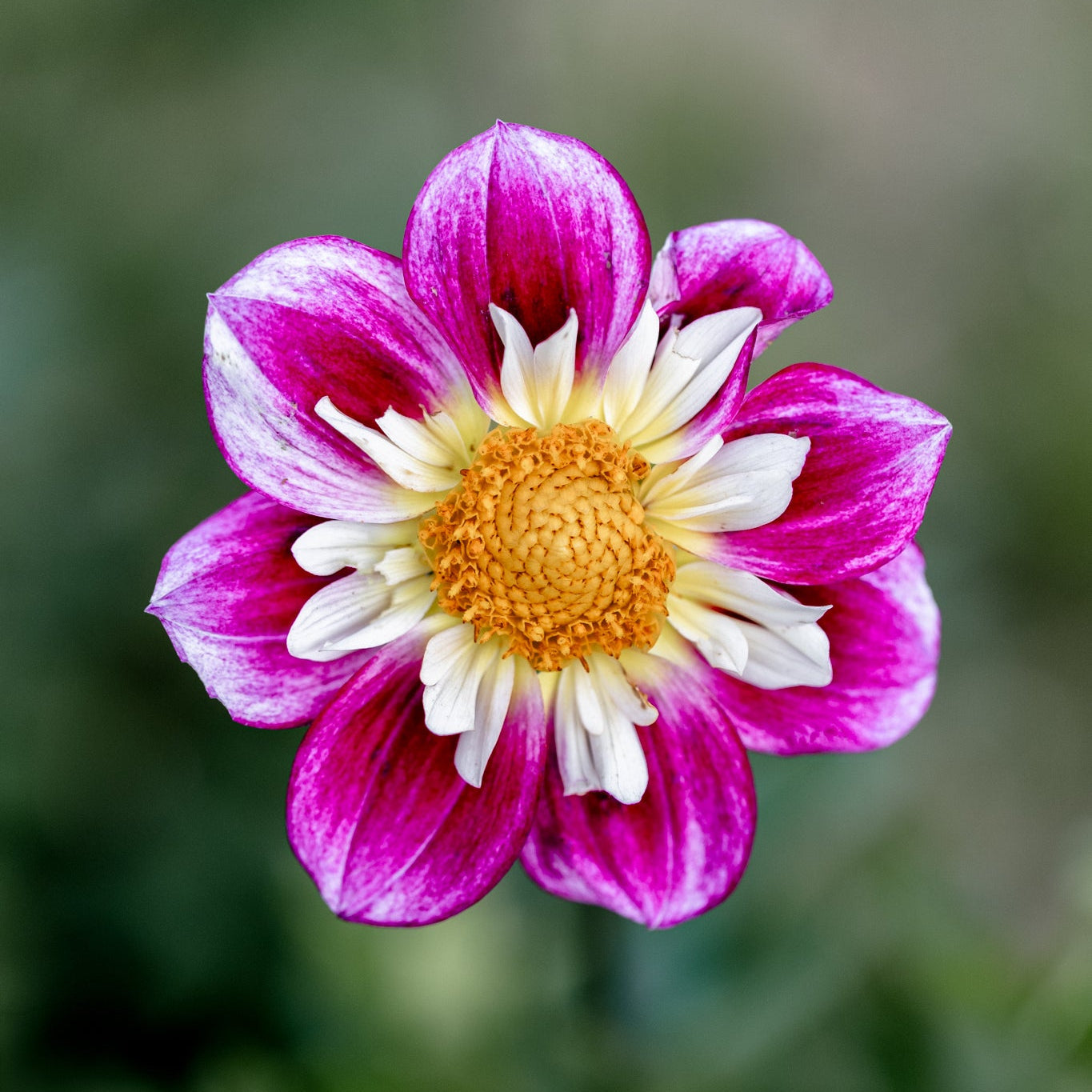 Adopt a Dahlia