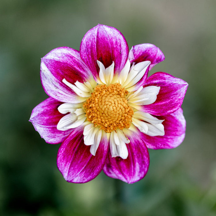 Adopt a Dahlia