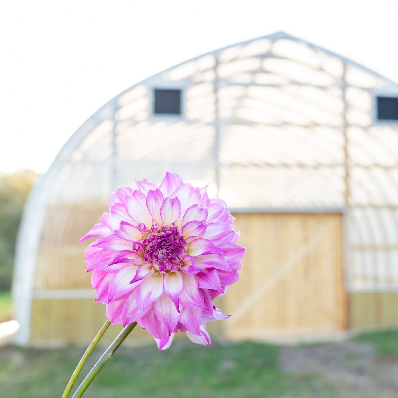 Add shipping to my dahlia tuber order