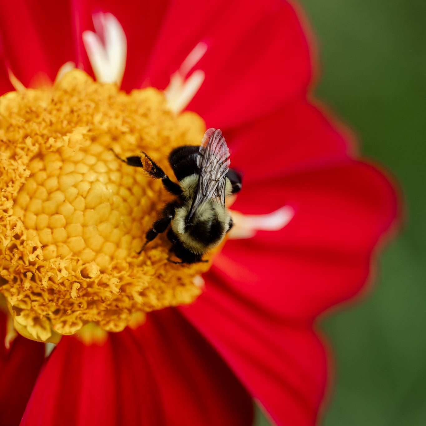 Bee on a red flower with a blurred green background