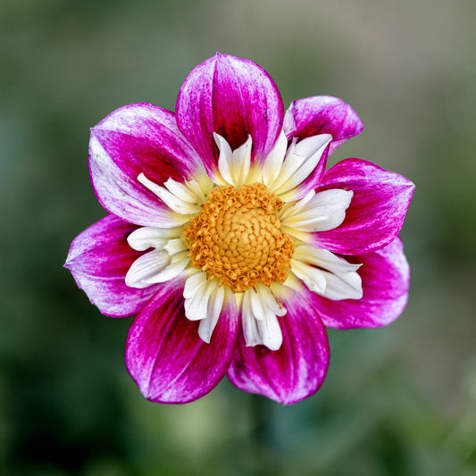 Close-up of a pink and white flower with a yellow center on a blurred green background
