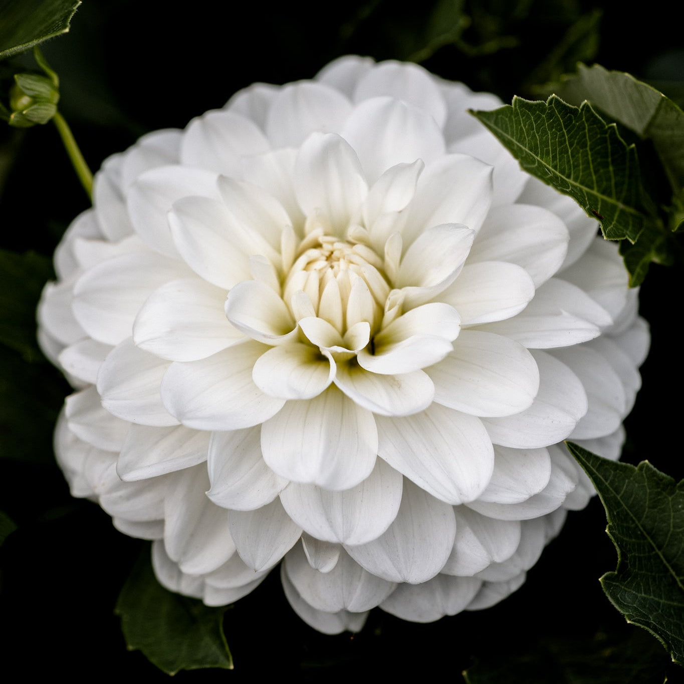 Bride to Be Dahlia Tuber