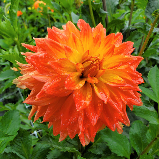 Ace Summer Sunset Dahlia Tuber