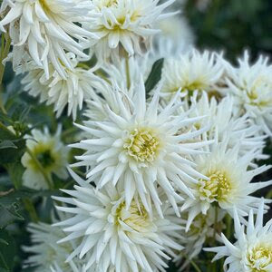 All Triumph Dahlia Tuber