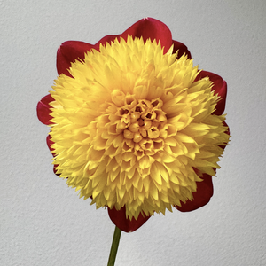 Alpen Fury Dahlia Tuber