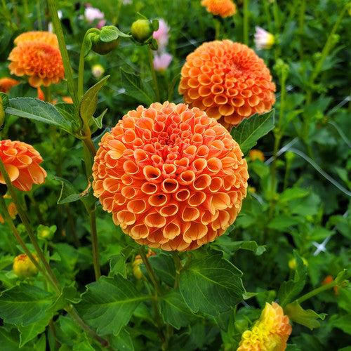 Amber Queen Dahlia Tuber
