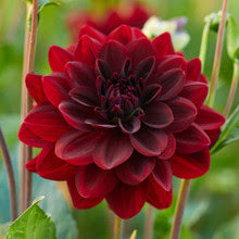 Arabian Night Dahlia Tuber