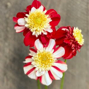 Asahi Chohji Dahlia Tuber