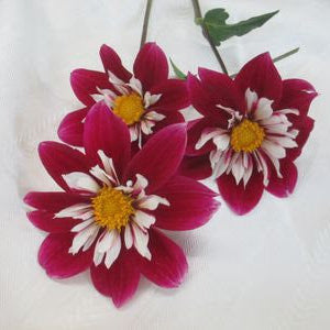 Awaikoe Dahlia Tuber