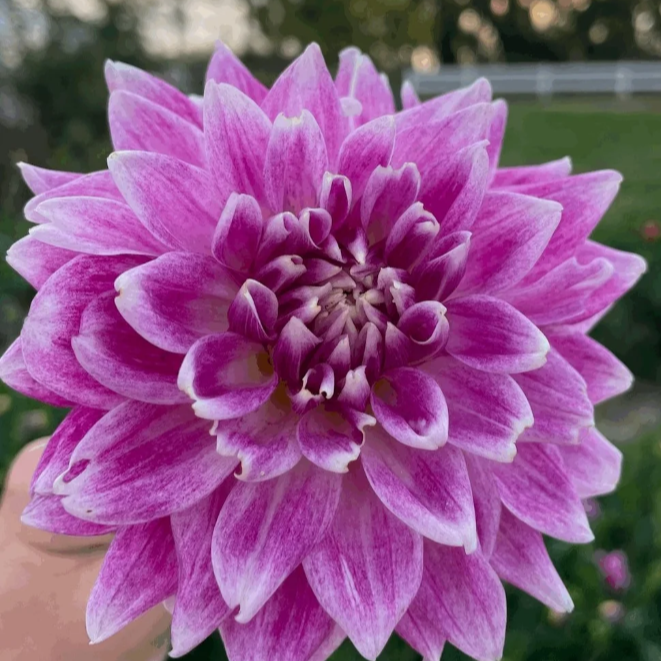 BJ's Dusty Rose Dahlia Tuber