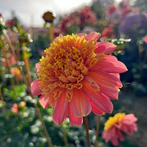 BJ's Rival Dahlia Tuber