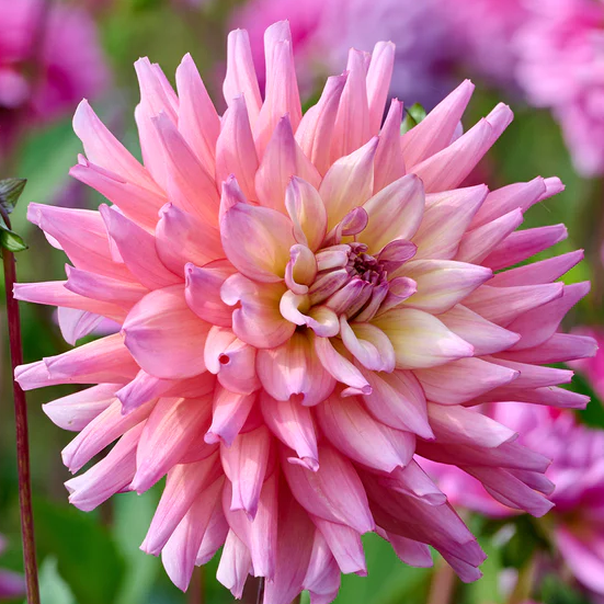 Bahama Mama Dahlia Tuber