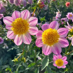 Baron Waiva Dahlia Tuber