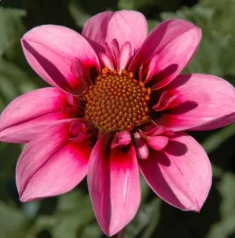 Bee Happy Dahlia Tuber