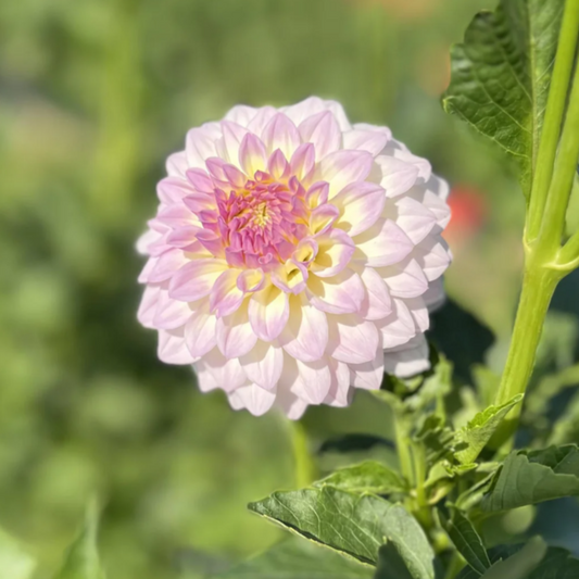 Bistro Dahlia Tuber