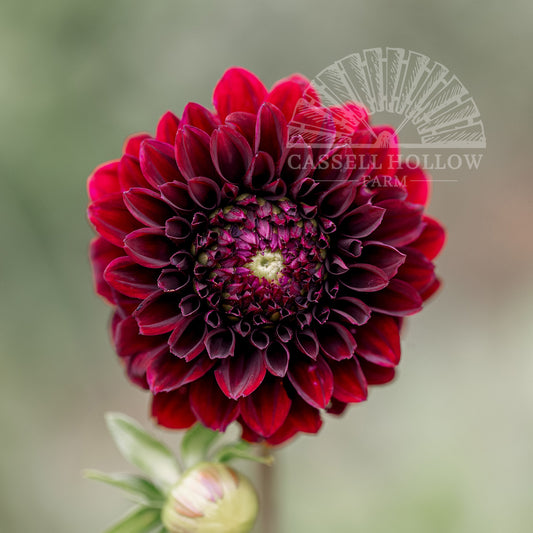Black Satin Dahlia Tuber